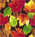 24" x 417 Feet Autumn Leaves Half Ream Gift Wrap