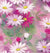24" x 833 Feet Daisy Dance Full Ream Gift Wrap
